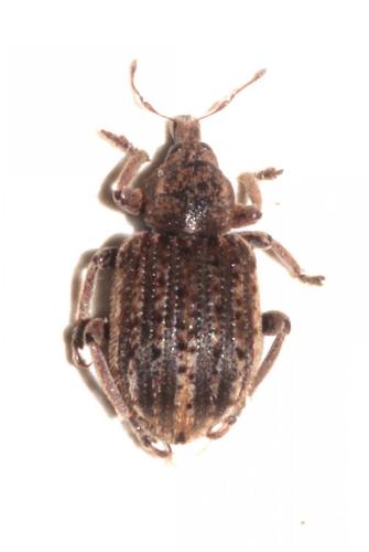 Réf. 217 025 : Brachypera zoilus